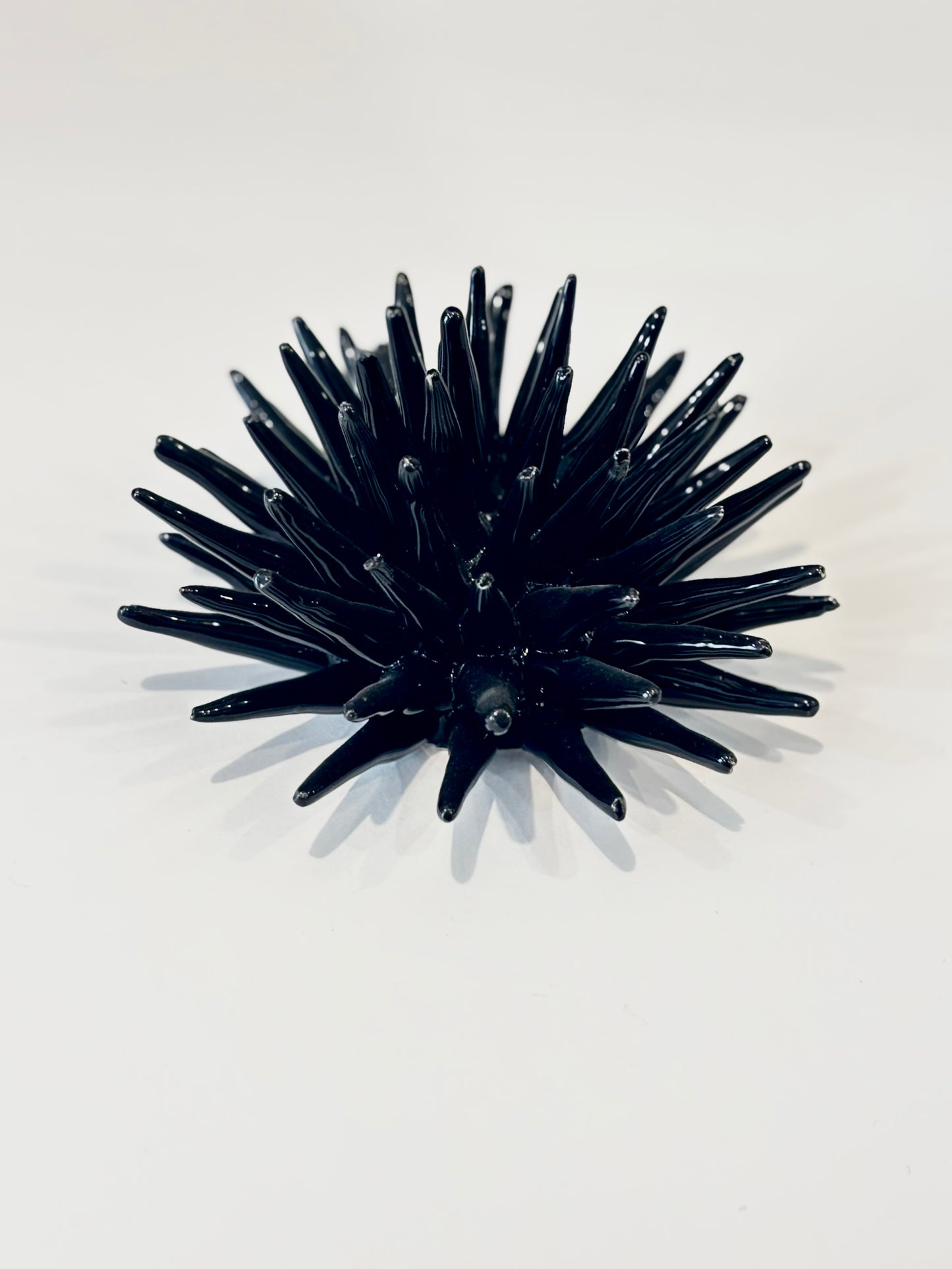 Riccio di mare NERO